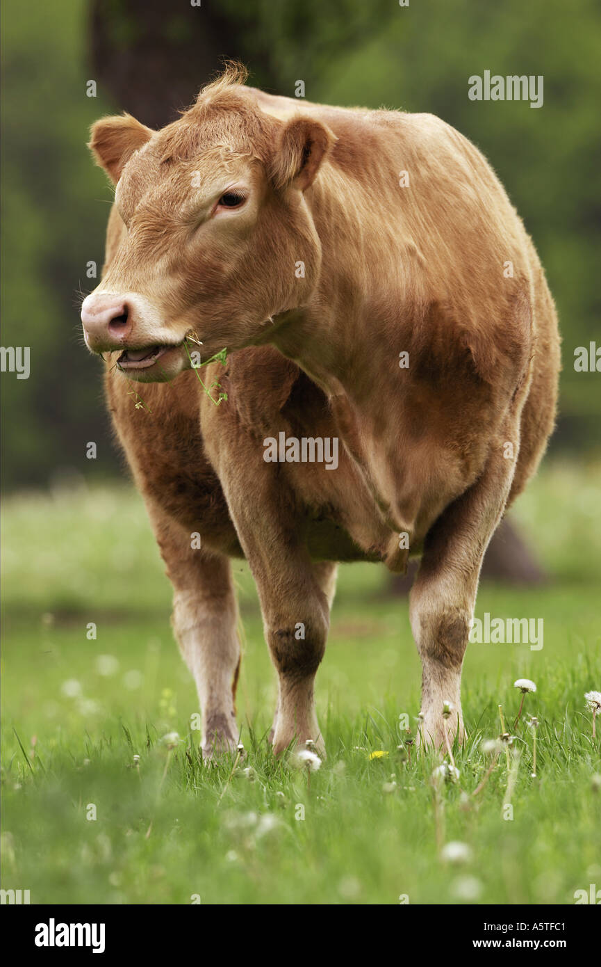 German Angus - cow with calf Stock Photo