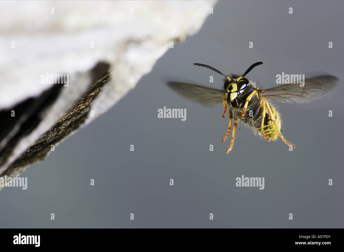 common wasp flying / Vespula vulgaris Stock Photo Alamy