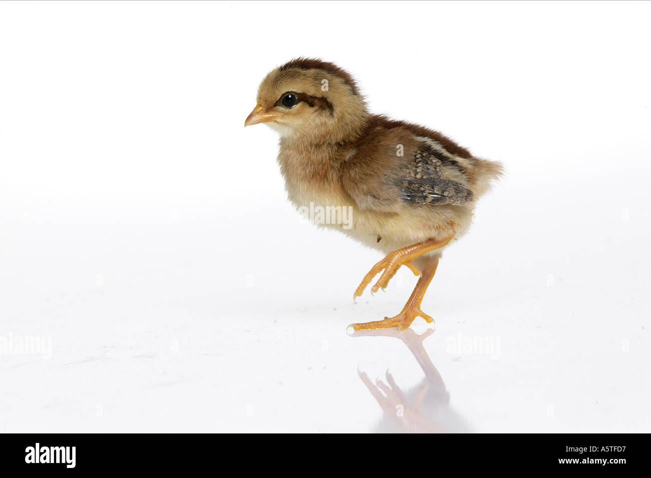 Domestic chicken. Chick standing. Studio picture against a white ...