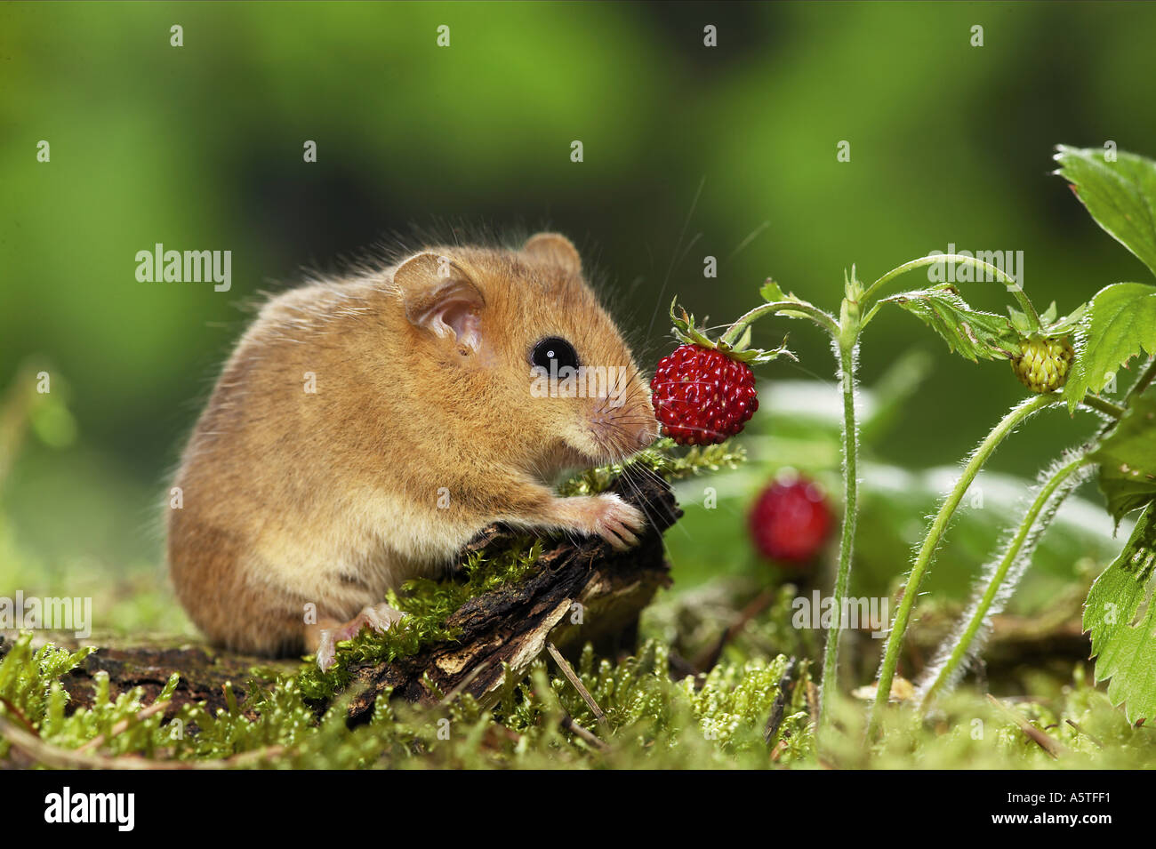 hazel mouse at woodstrawberry / Muscaridinus avellanarius Stock Photo