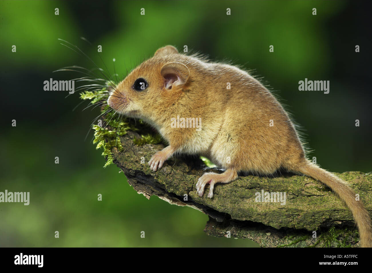 hazel mouse on root / Muscaridinus avellanarius Stock Photo