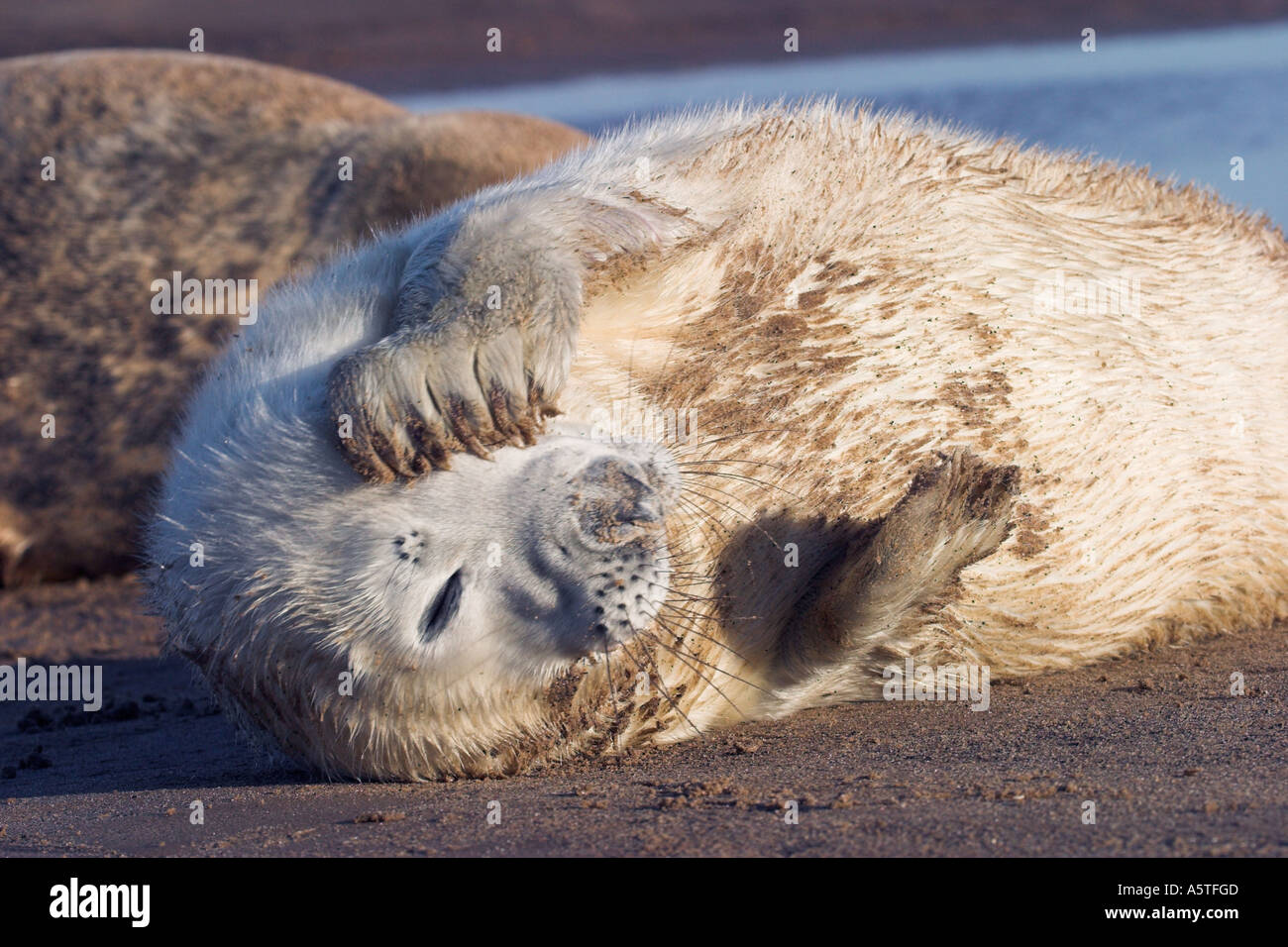 Grey seal pup with headache Stock Photo