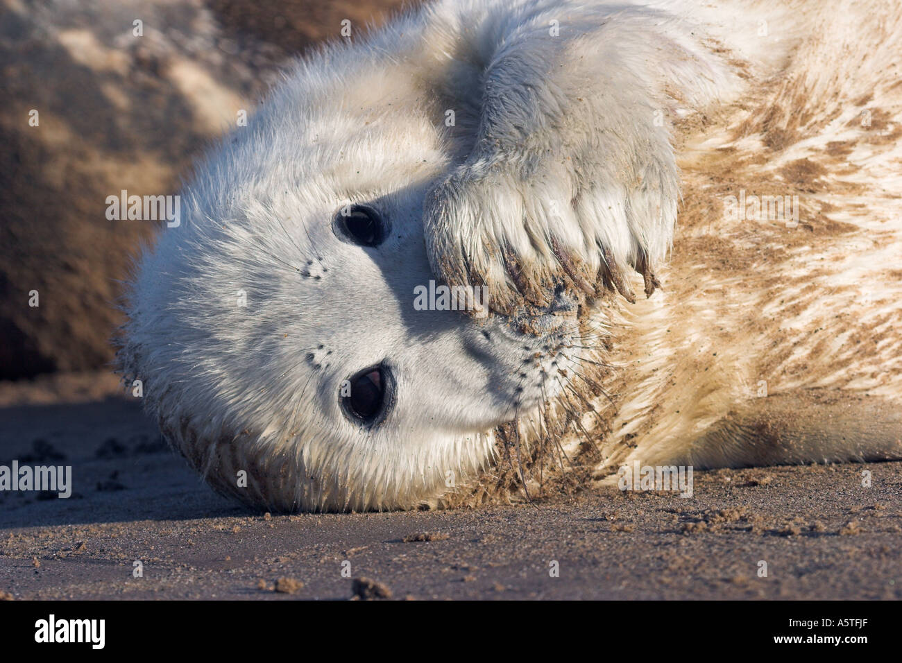 Shy Grey seal pup Stock Photo
