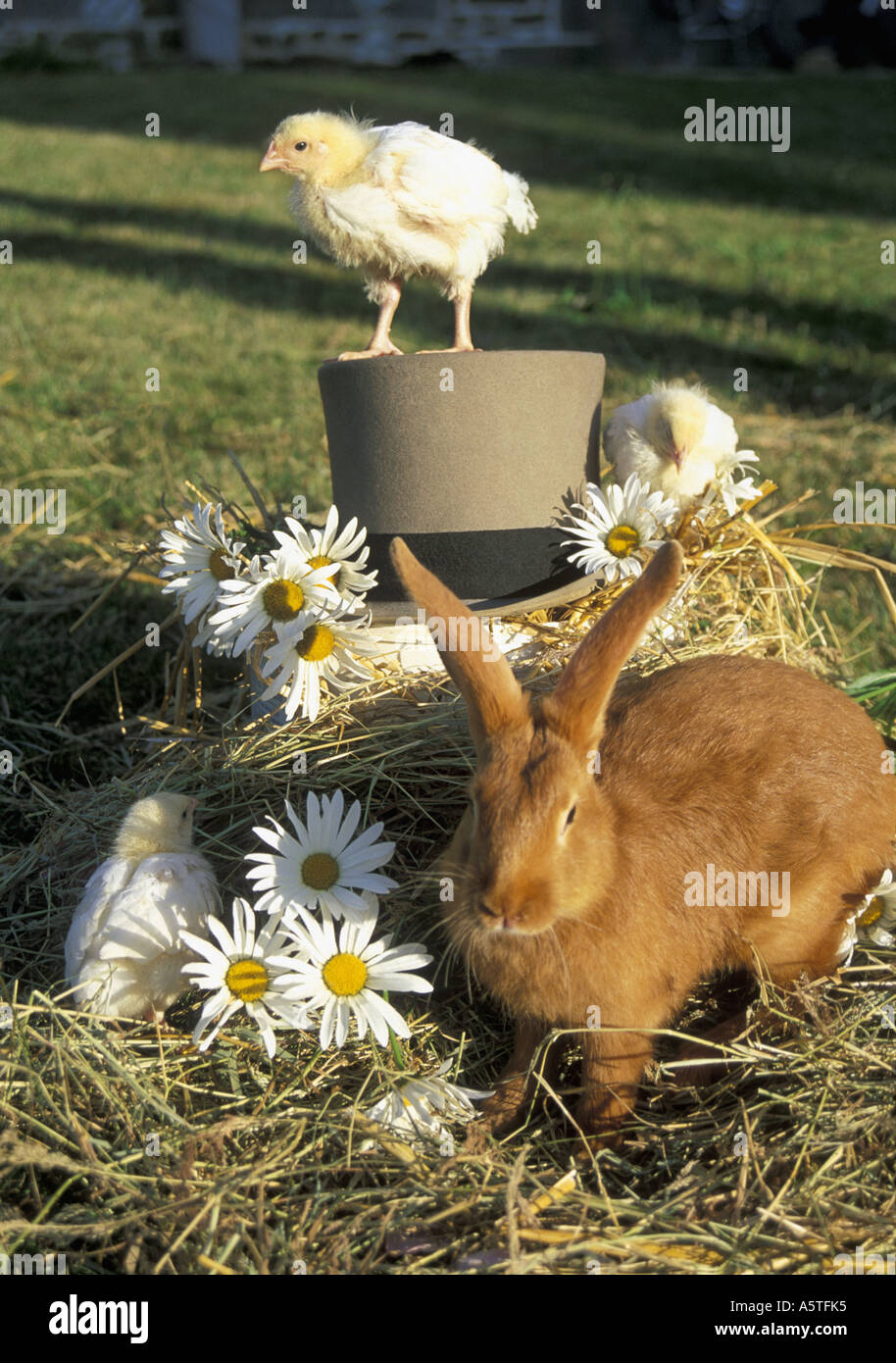 Spring Scene. Easter Rabbit, with three chicks.One perched on Top Hat  others in the hay  amongst the daises. Stock Photo