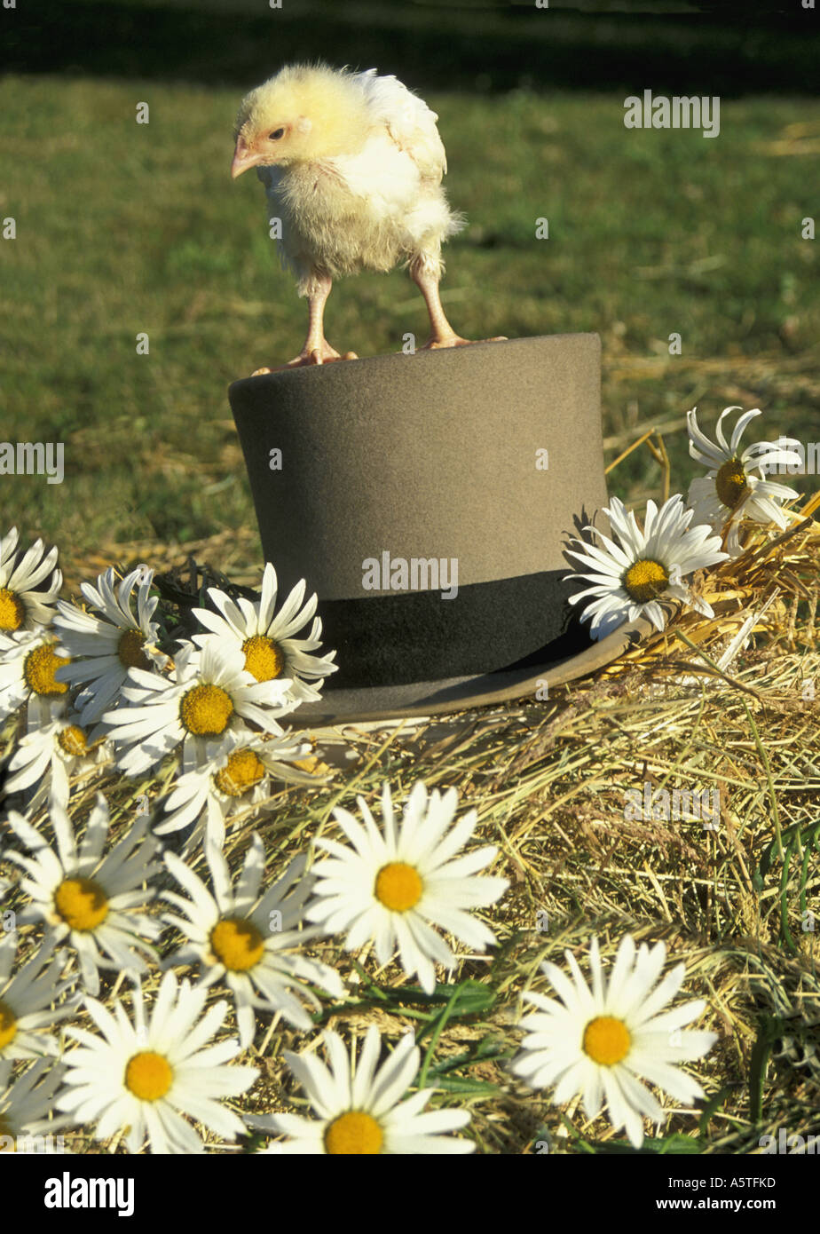 Grey felt top hat hi-res stock photography and images - Alamy