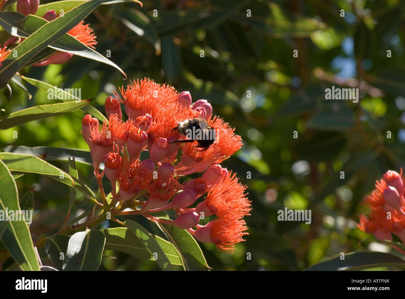 A bee forages in the flowers of the Red Flowering Gum Tree or