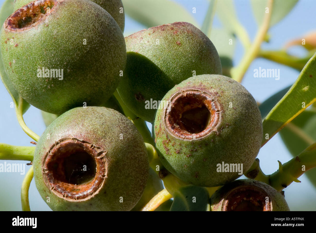 Eucalyptus gum nuts hi-res stock photography and images - Alamy