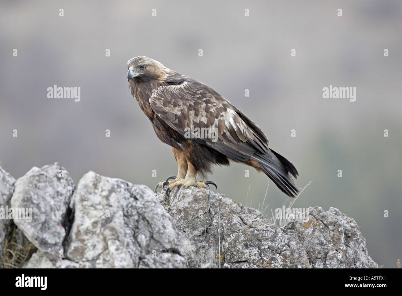 Adult Golden Eagle perching on rocks Stock Photo