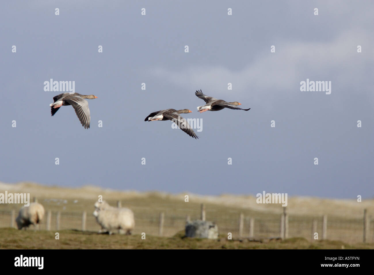 Wild greylag geese flying over the machair in the Outer Hebrides Stock Photo