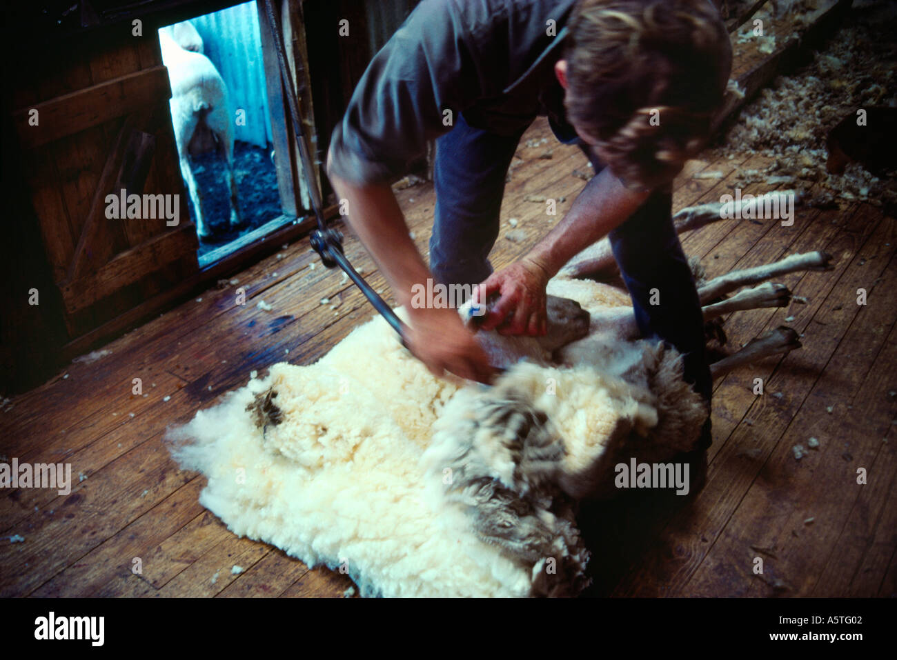 New Zealand Sheep Shearing Stock Photo Alamy
