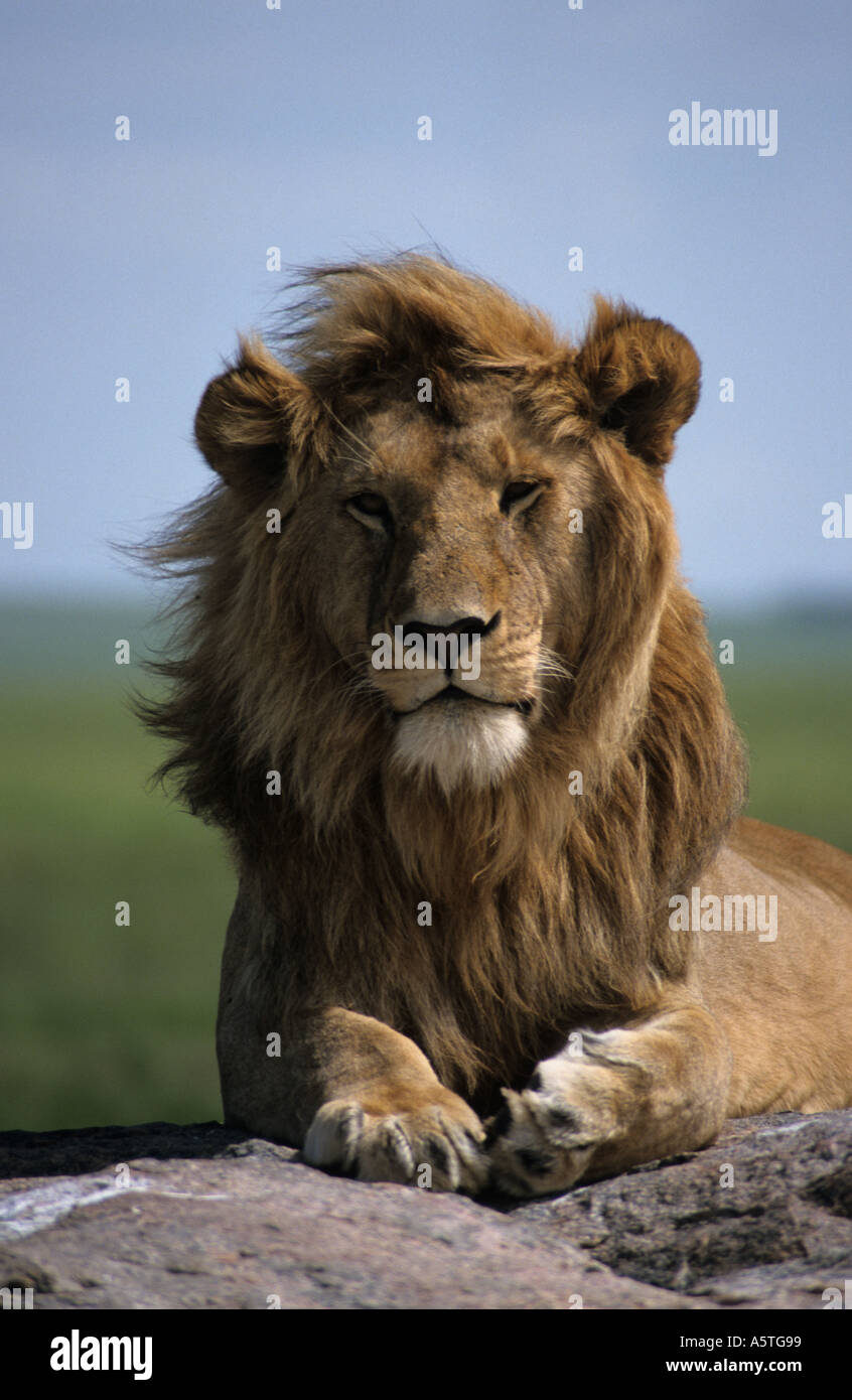 Lion serengeti hi-res stock photography and images - Alamy