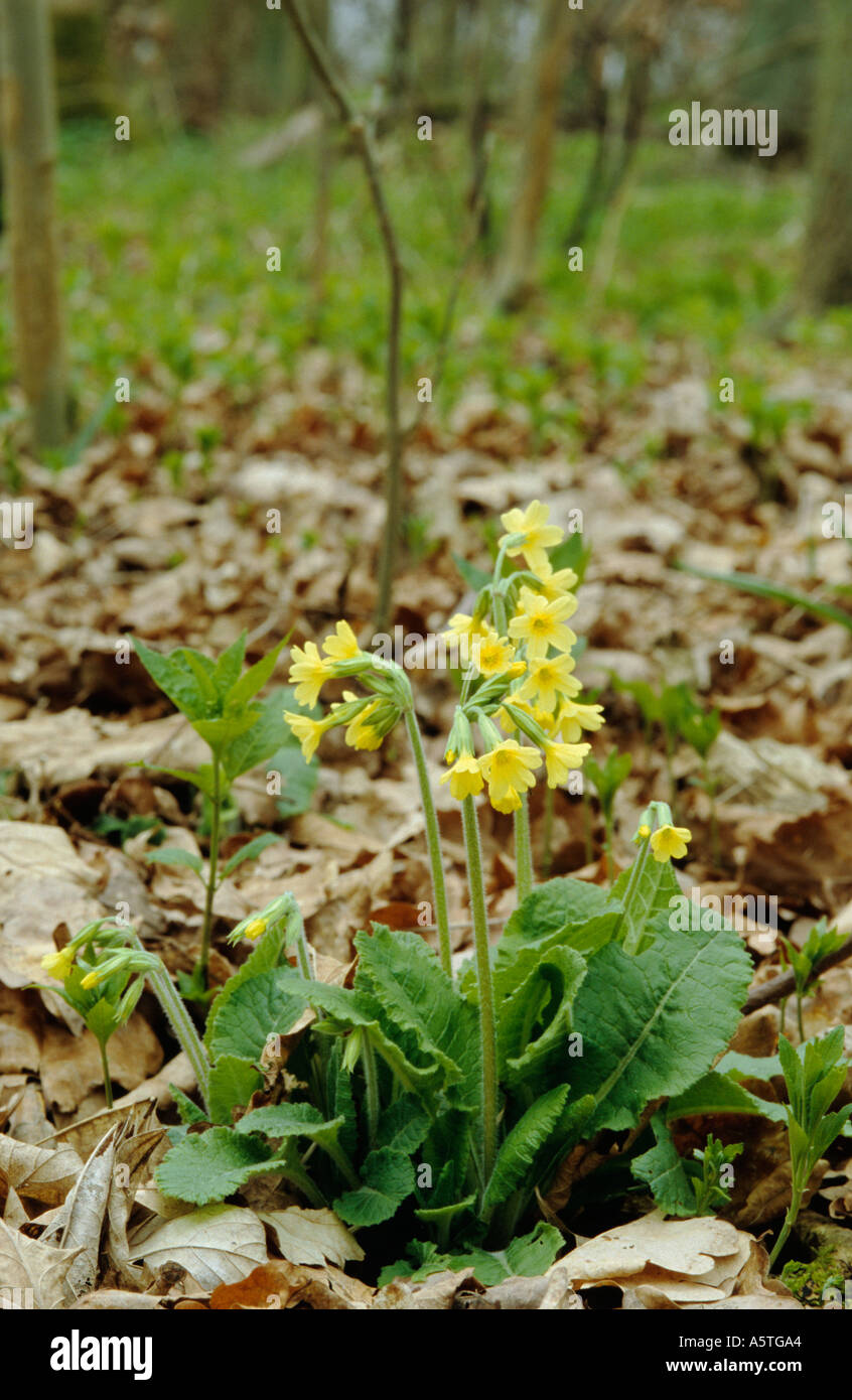 Oxlip primula elatior on hi-res stock photography and images - Alamy
