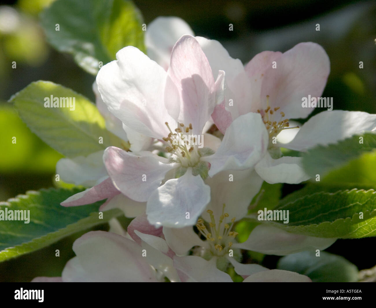 Cluster of Apple blossoms Stock Photo