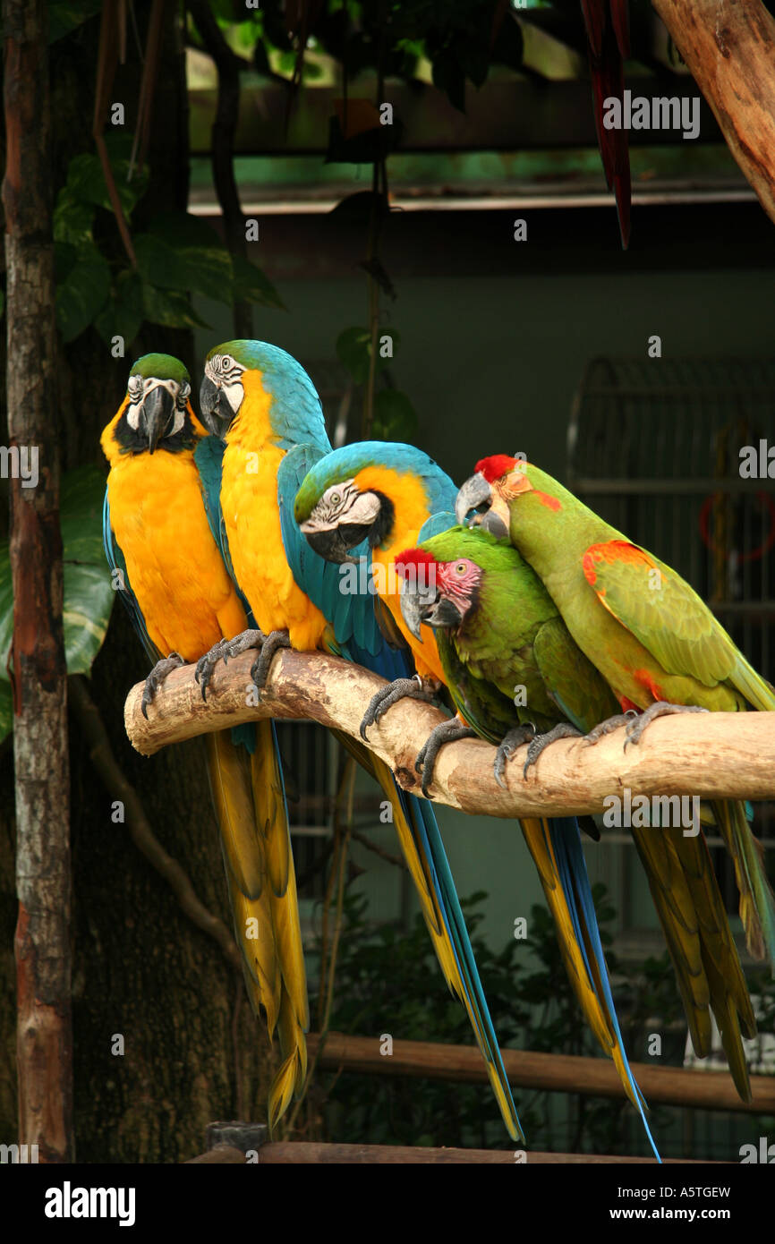 Group of Macaws Stock Photo