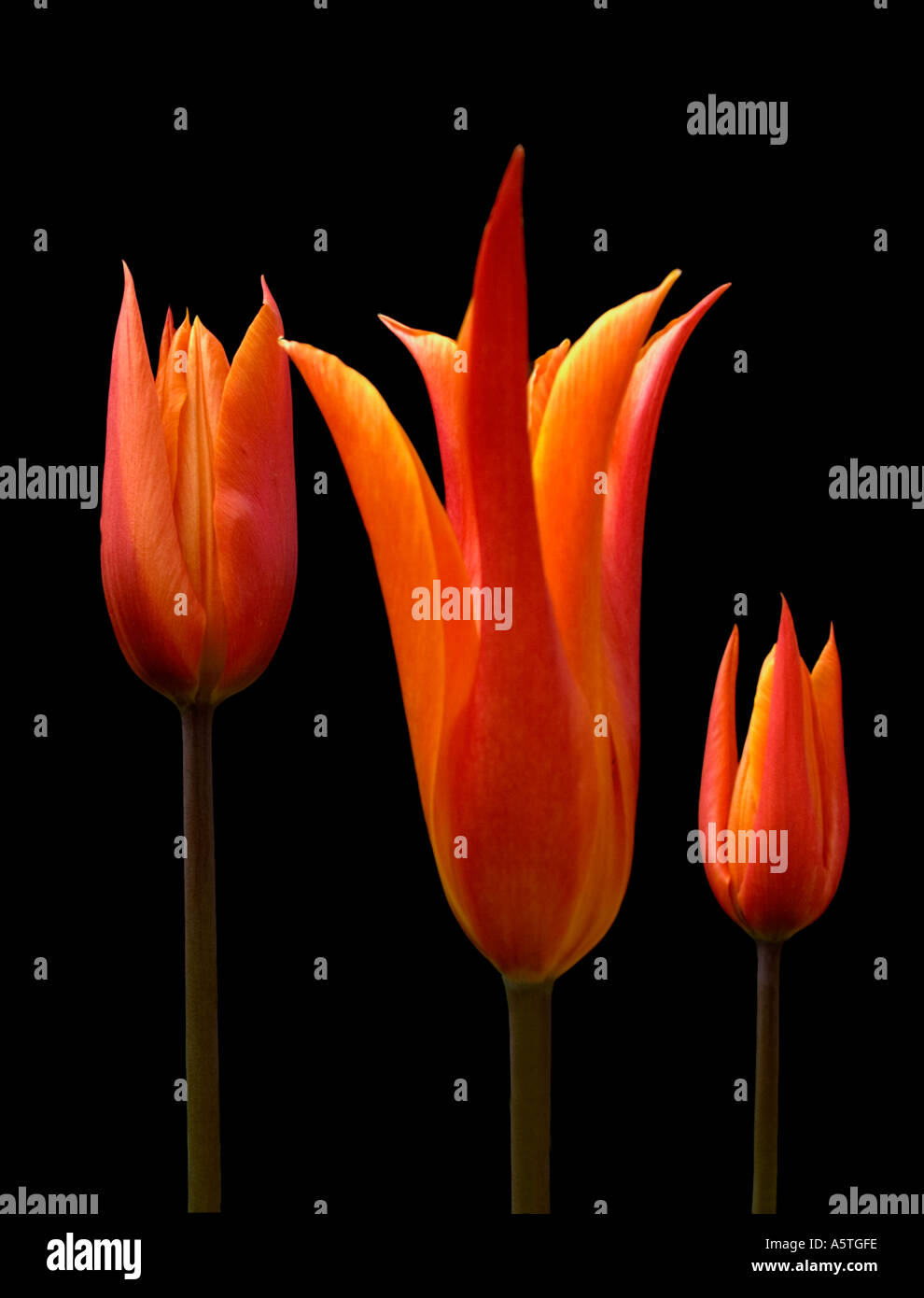 Three flame coloured tulips against a black background Stock Photo