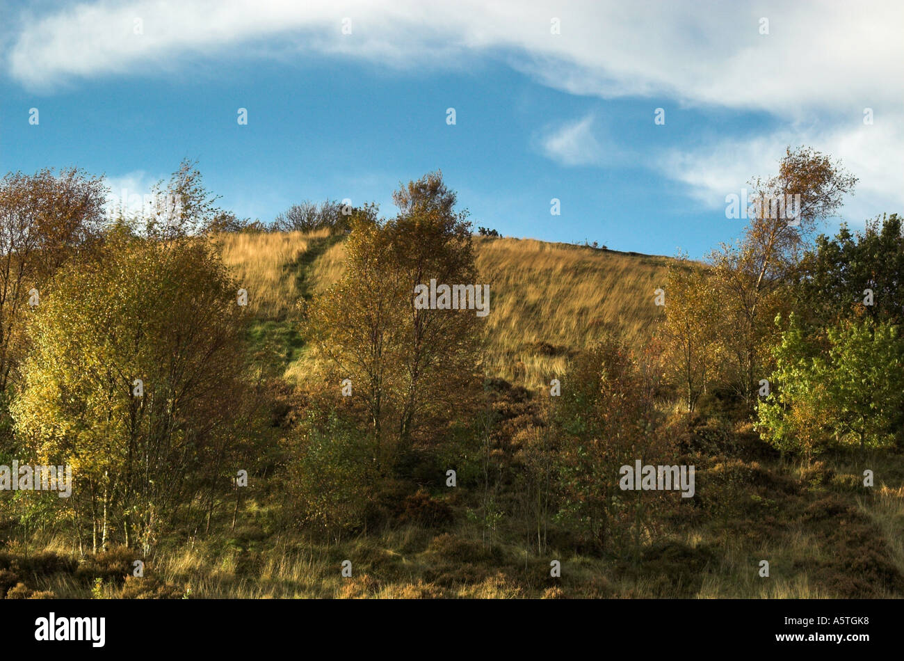 Silver birch at Park hall Countryside Park, StokeonTrent