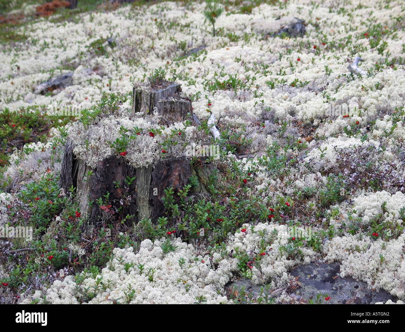 The turning of the seasons Indian summer Jotunheimen Norway Stock Photo