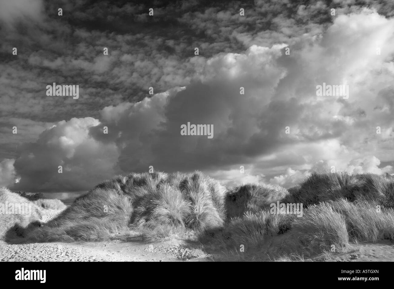 Sand dunes newborough Beach Stock Photo