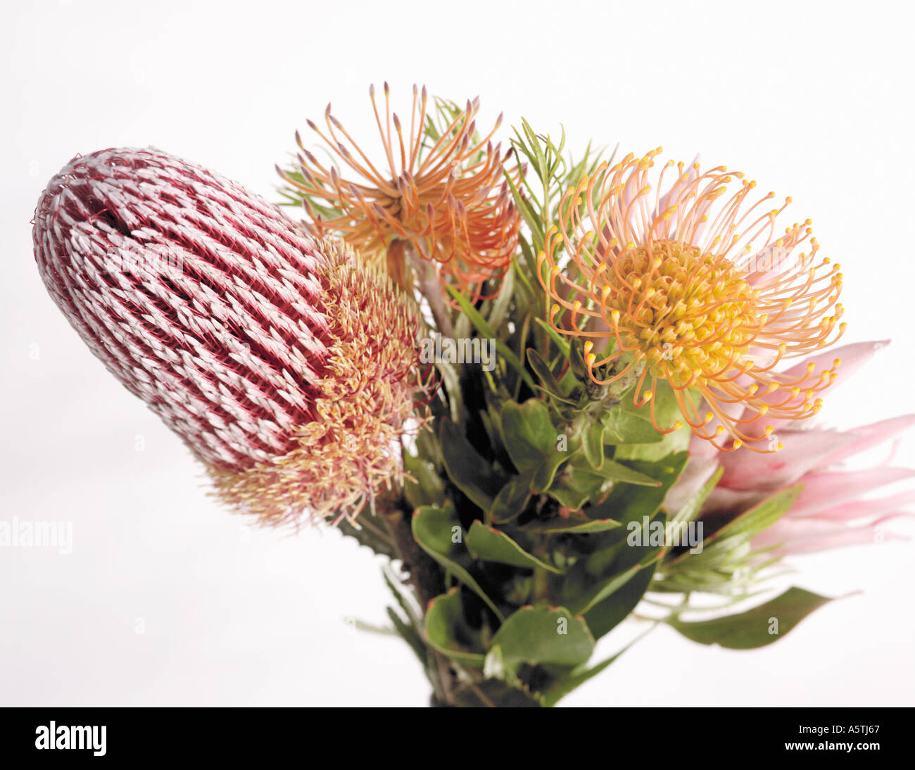 Arrangement of colorful tropical protea flowers Stock Photo