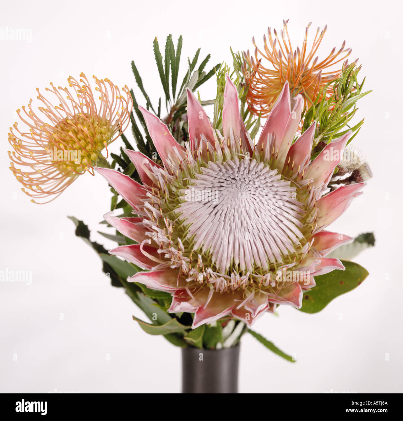 Hawaiian protea hires stock photography and images Alamy