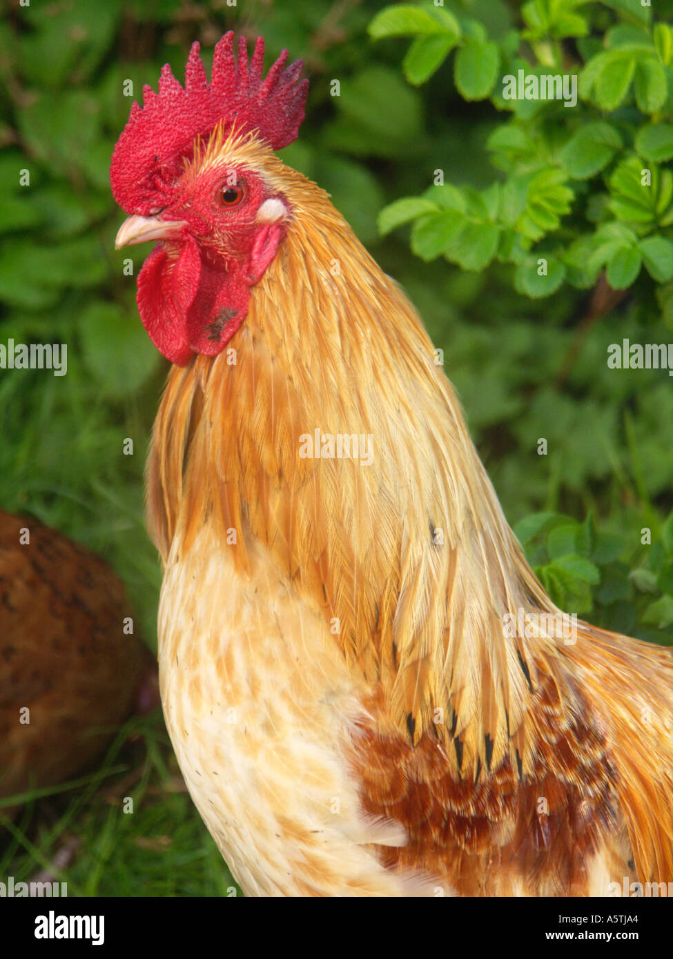 Young bantam cockerel Stock Photo - Alamy
