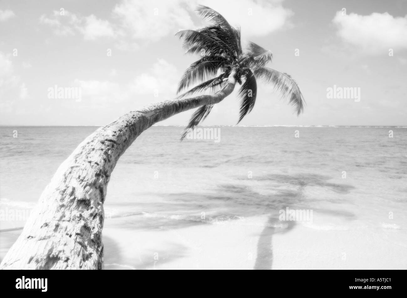 Black and white shot of leaning palm tree over ocean dreamlike quality ...