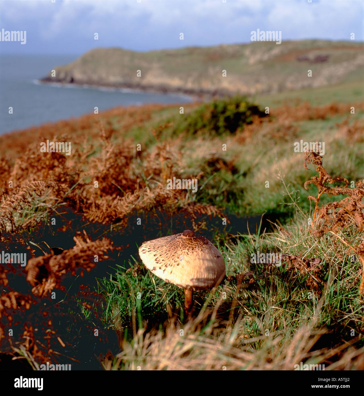A Parasol mushroom in the landscape Anglesey Wales UK  KATHY DEWITT Stock Photo