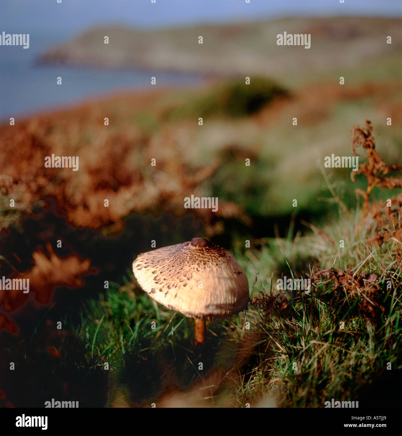 A Parasol mushroom in the landscape Anglesey Wales UK   KATHY DEWITT Stock Photo