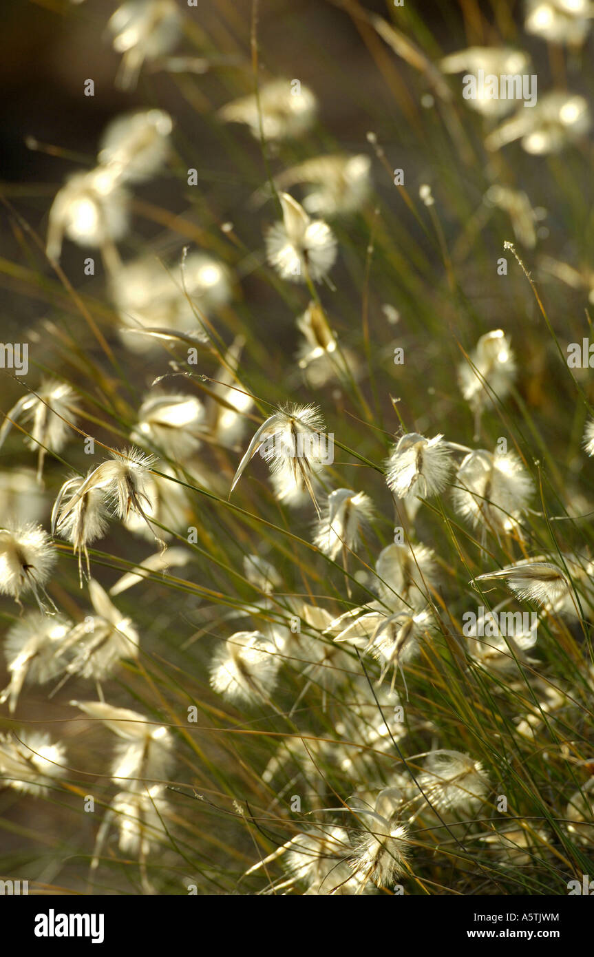 Esparto Grass Stock Photo Alamy