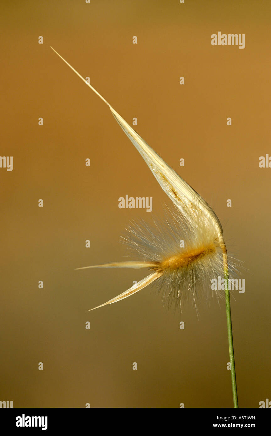 Esparto Grass Stock Photo Alamy