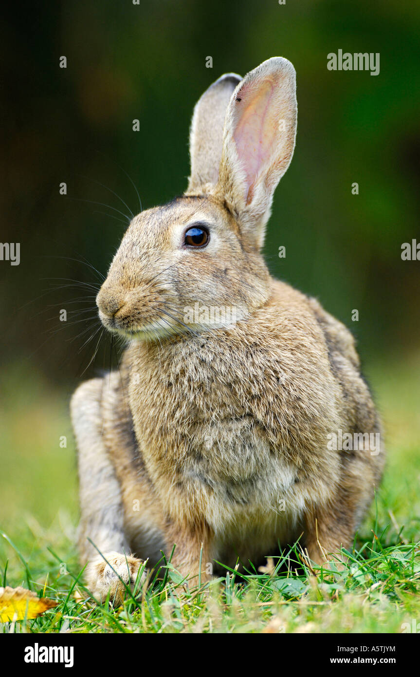European Rabbit Stock Photo - Alamy