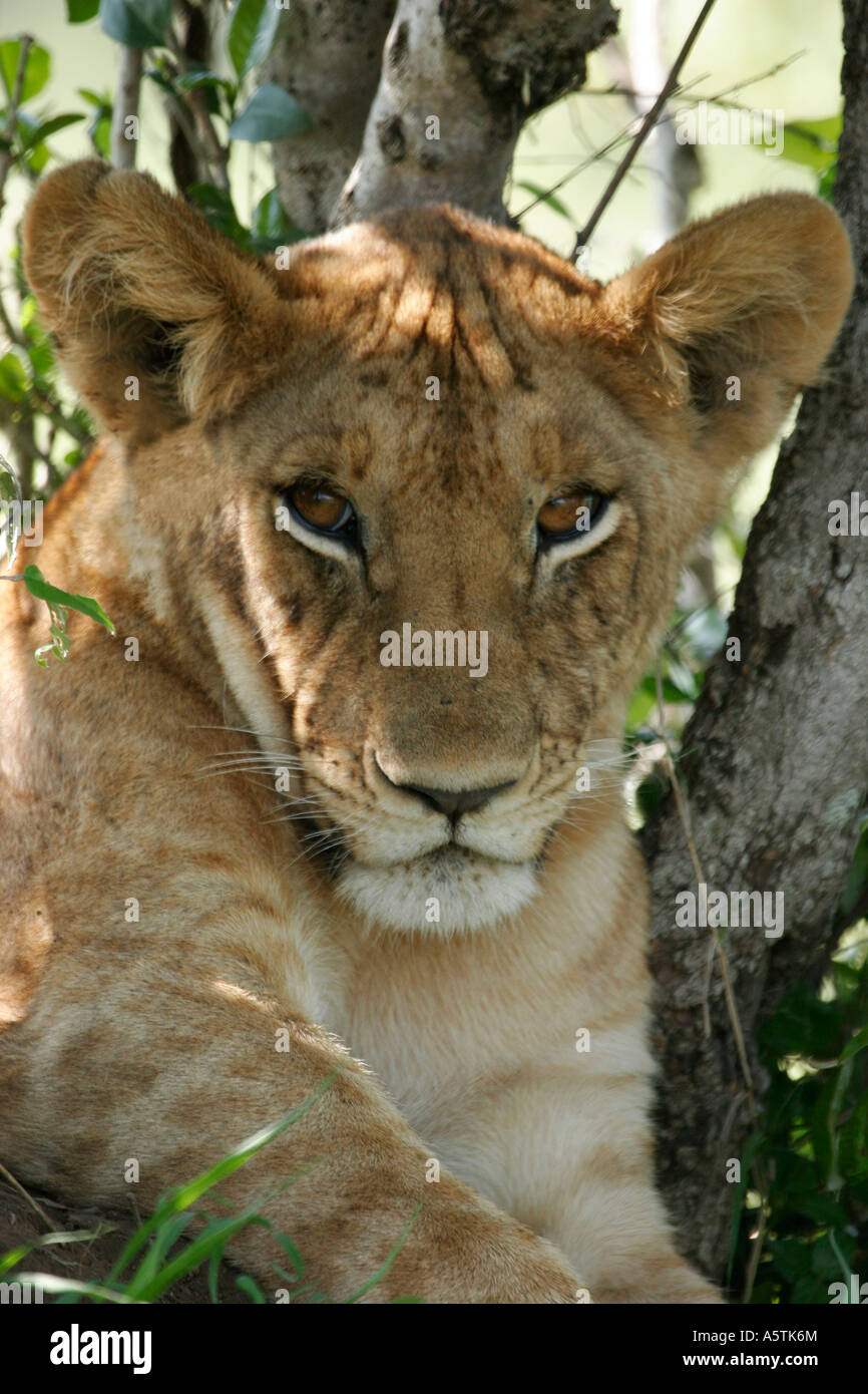 Lion Cub [Panthera Leo] Maasai Mara National Reserve Kenya Stock Photo ...