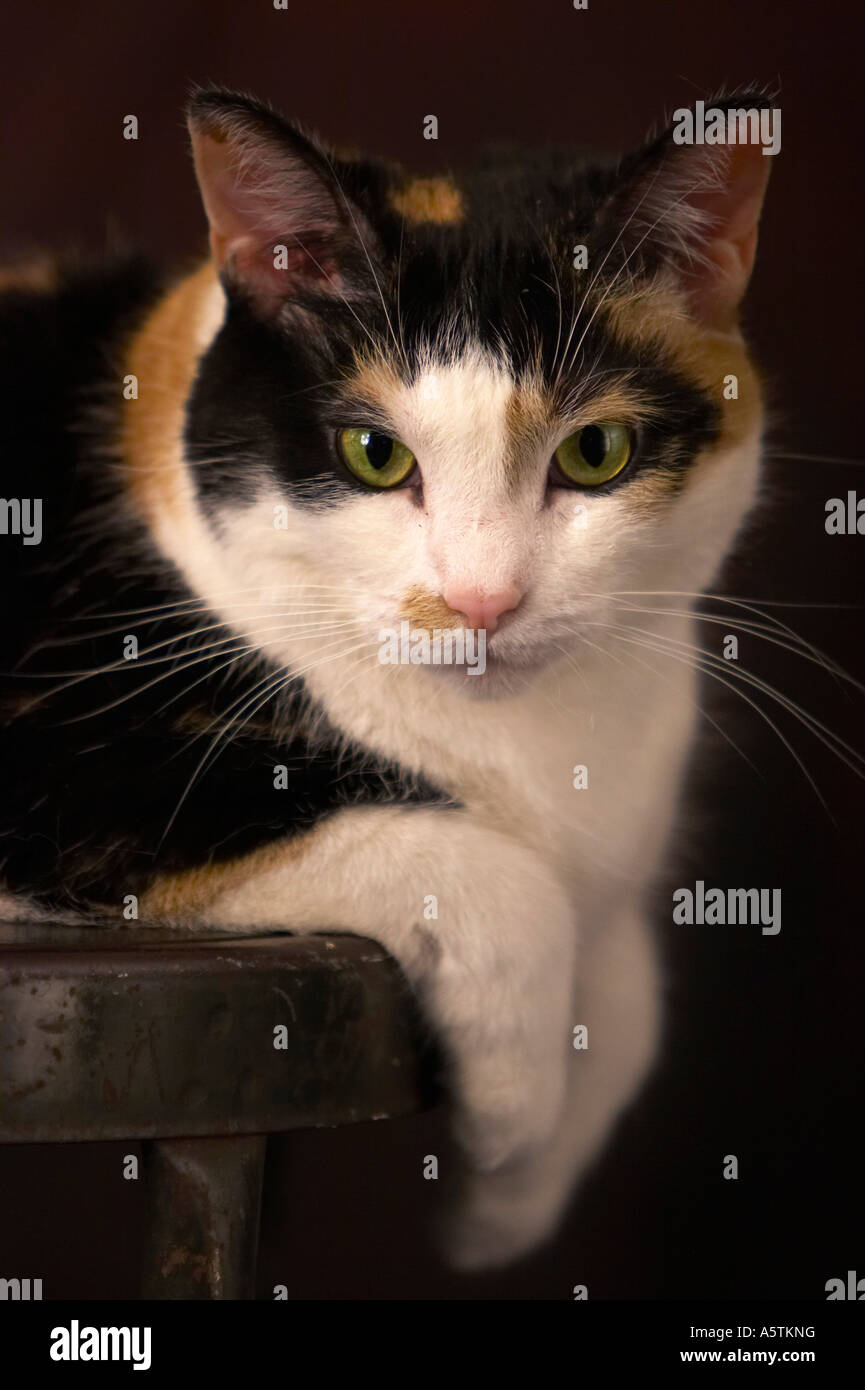 american shorthair cat calico