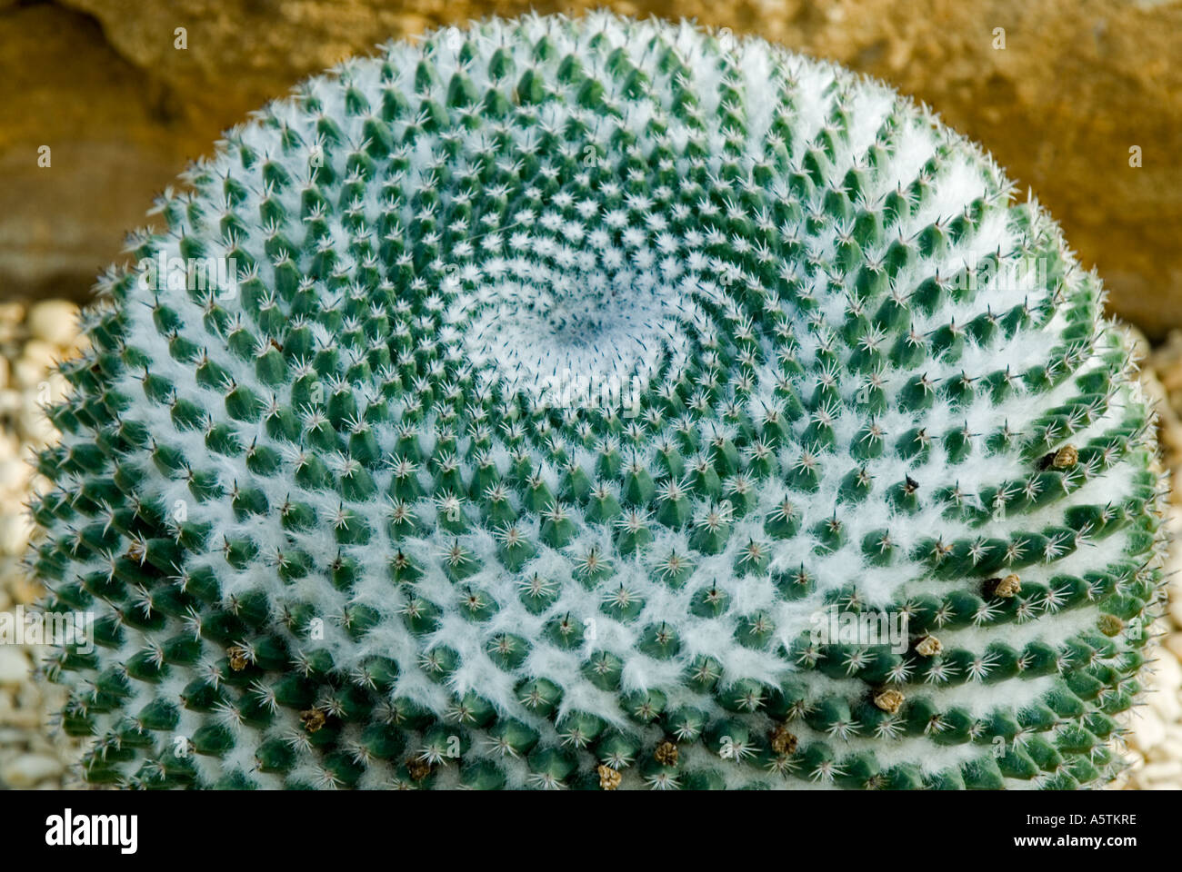 Barrel cactus: Mammillaria sheldonii Stock Photo - Alamy