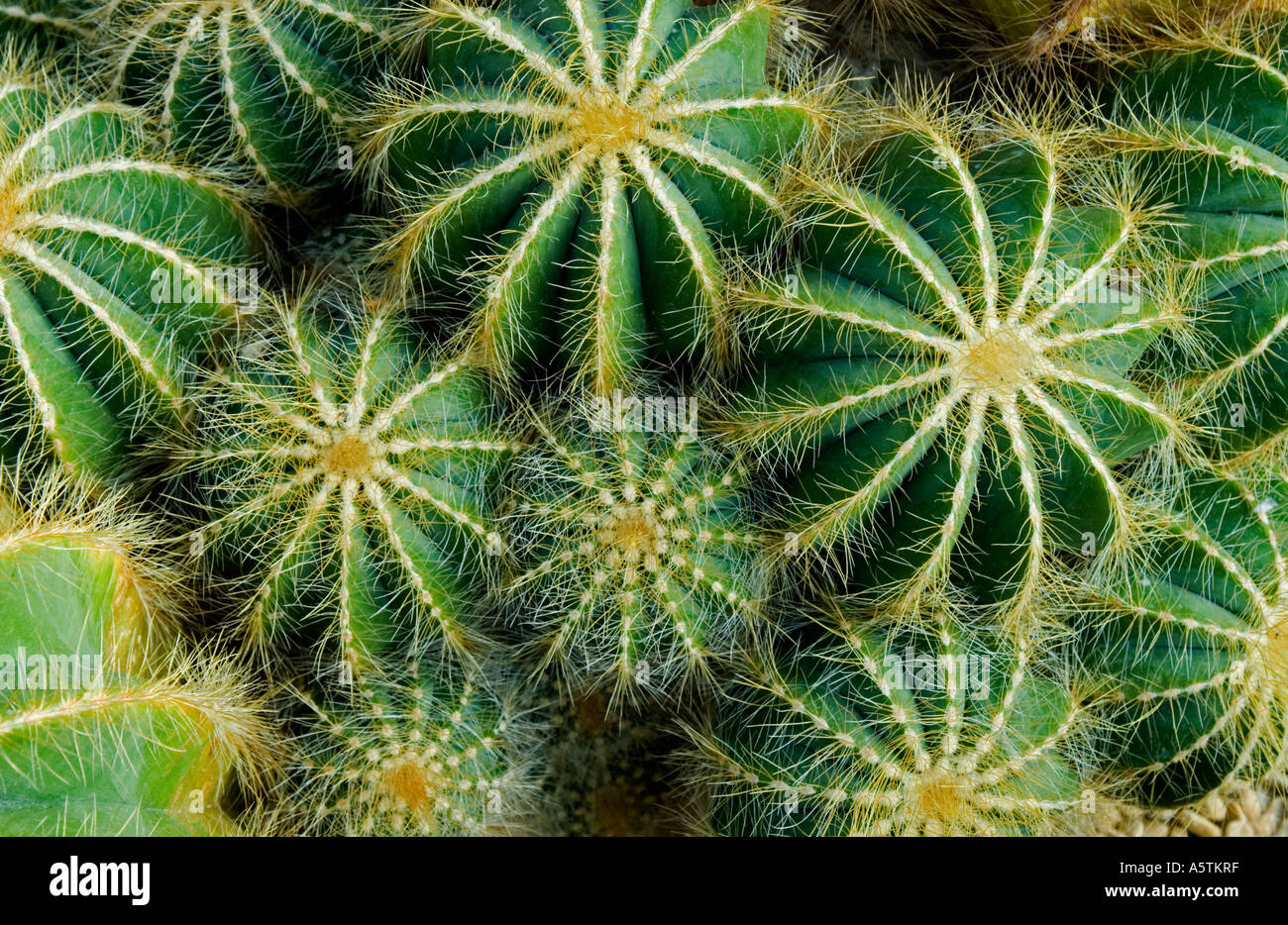 Cactus:  Notocactus magnificus Stock Photo