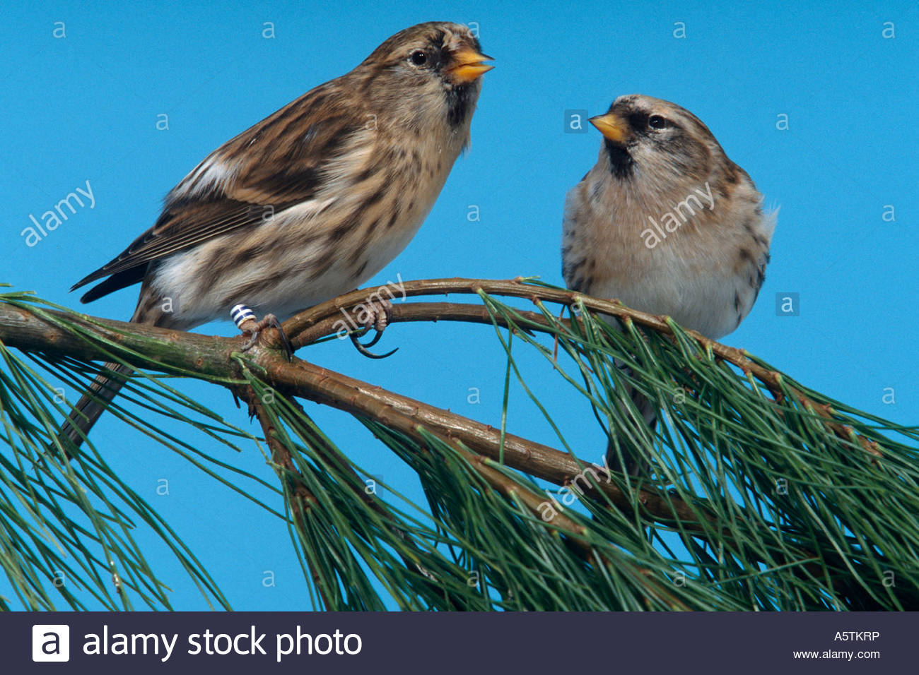 звуки птиц.