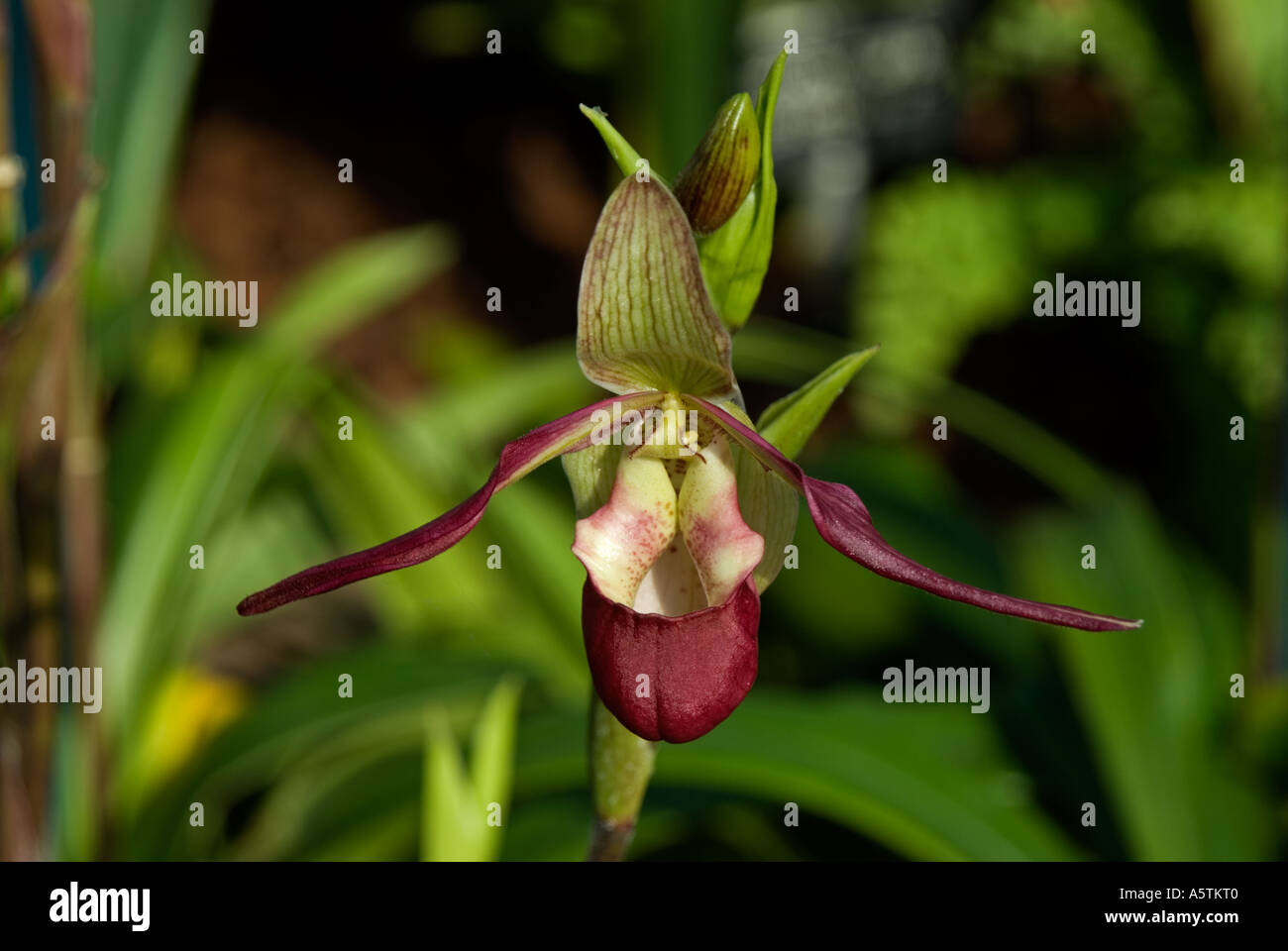 Orchid: Phragmipedium Ainsworthii Stock Photo