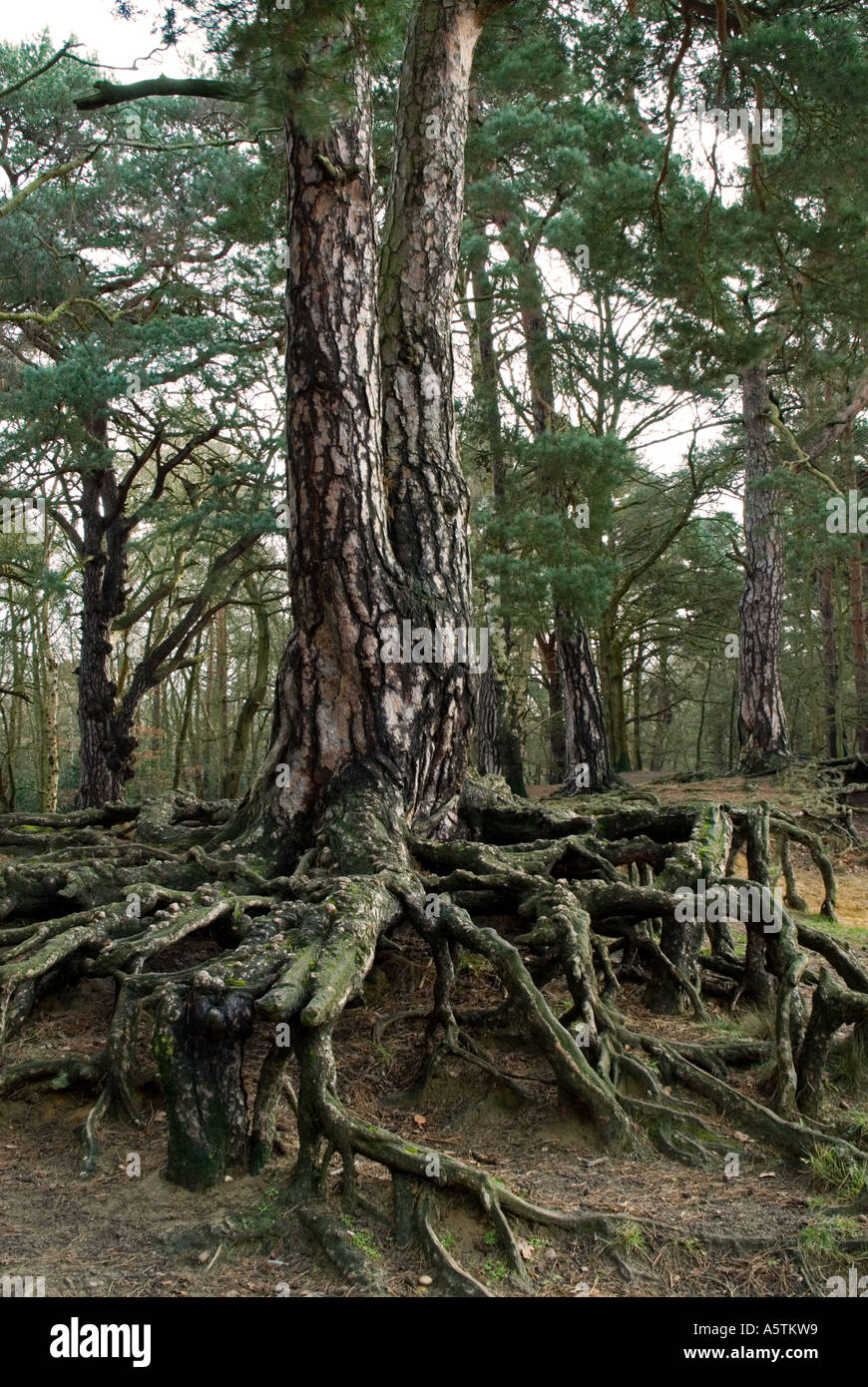 Tree roots: Scots pine (Pinus sylvestris Stock Photo - Alamy