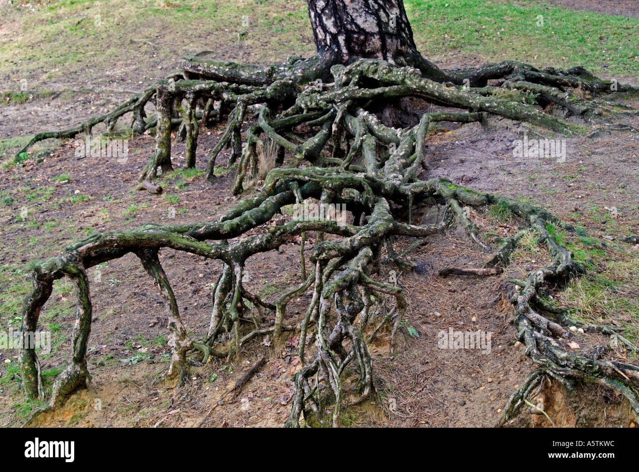 Tree roots: Scots pine (Pinus sylvestris Stock Photo - Alamy