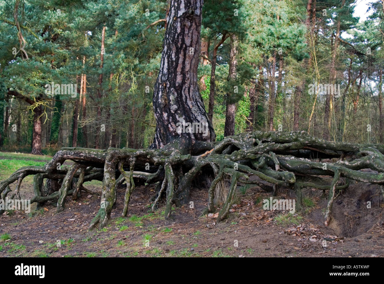 Tree roots Scots pine (Pinus sylvestris Stock Photo Alamy