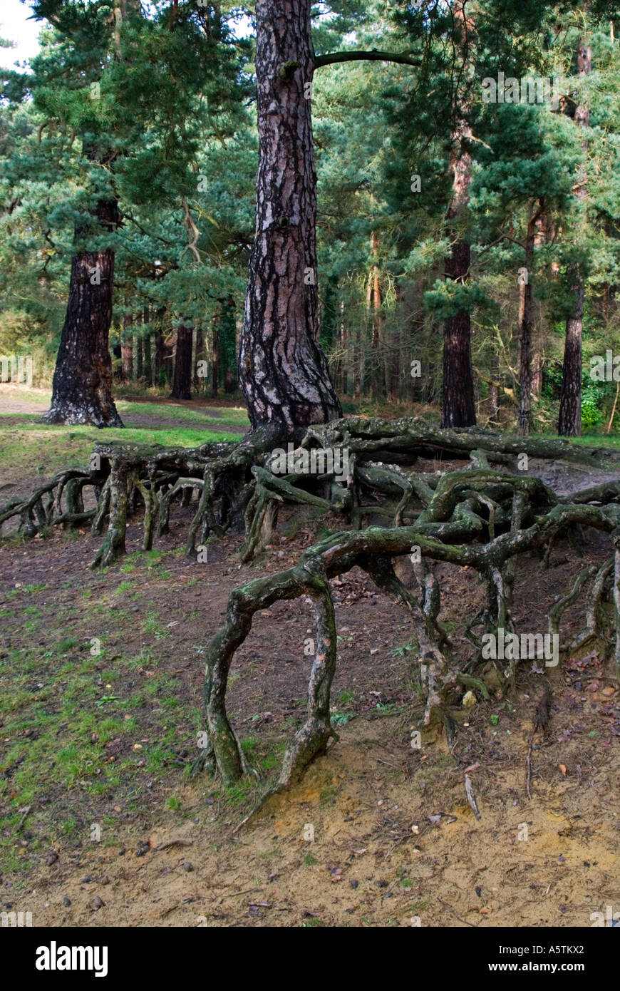Tree roots: Scots pine (Pinus sylvestris Stock Photo - Alamy