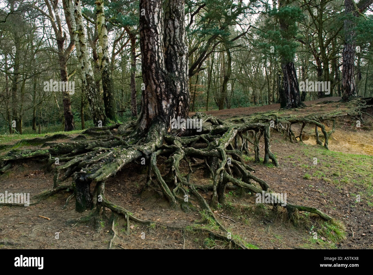 Tree roots: Scots pine (Pinus sylvestris Stock Photo - Alamy