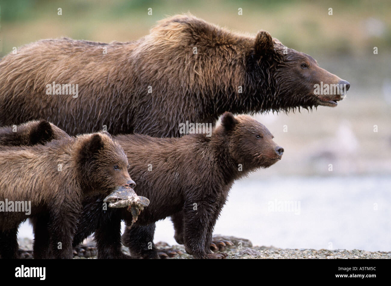 Grizzly or Brown bear mother and cubs on river bank with fish head in ...