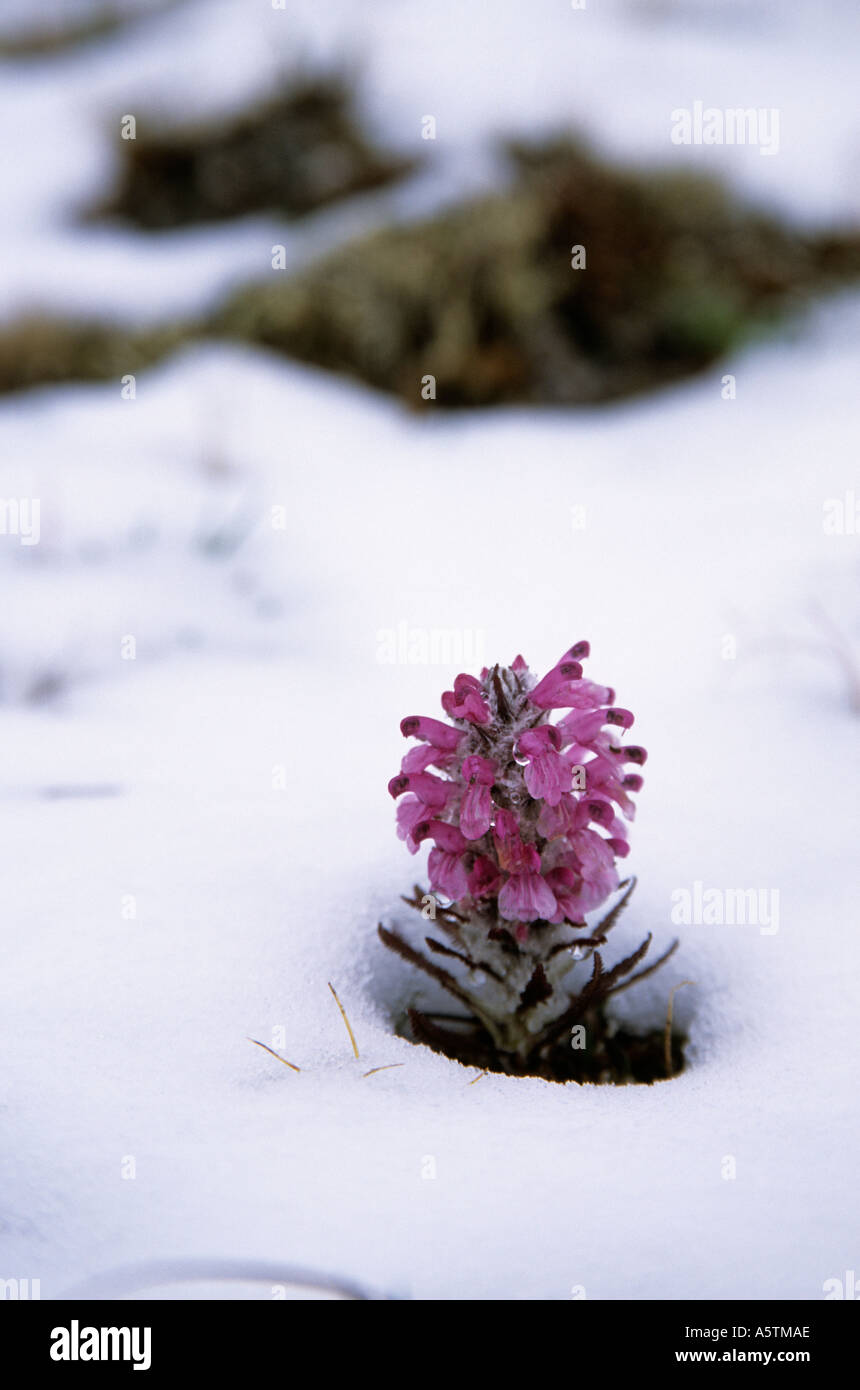 Pokeing hi-res stock photography and images - Alamy