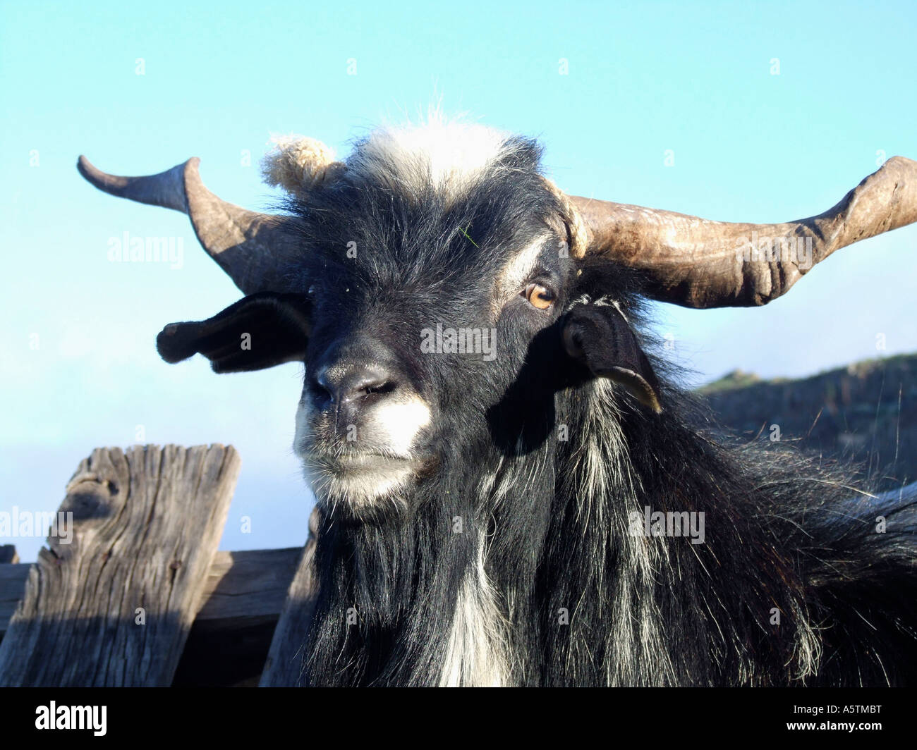 Domestic Goat Stock Photo - Alamy