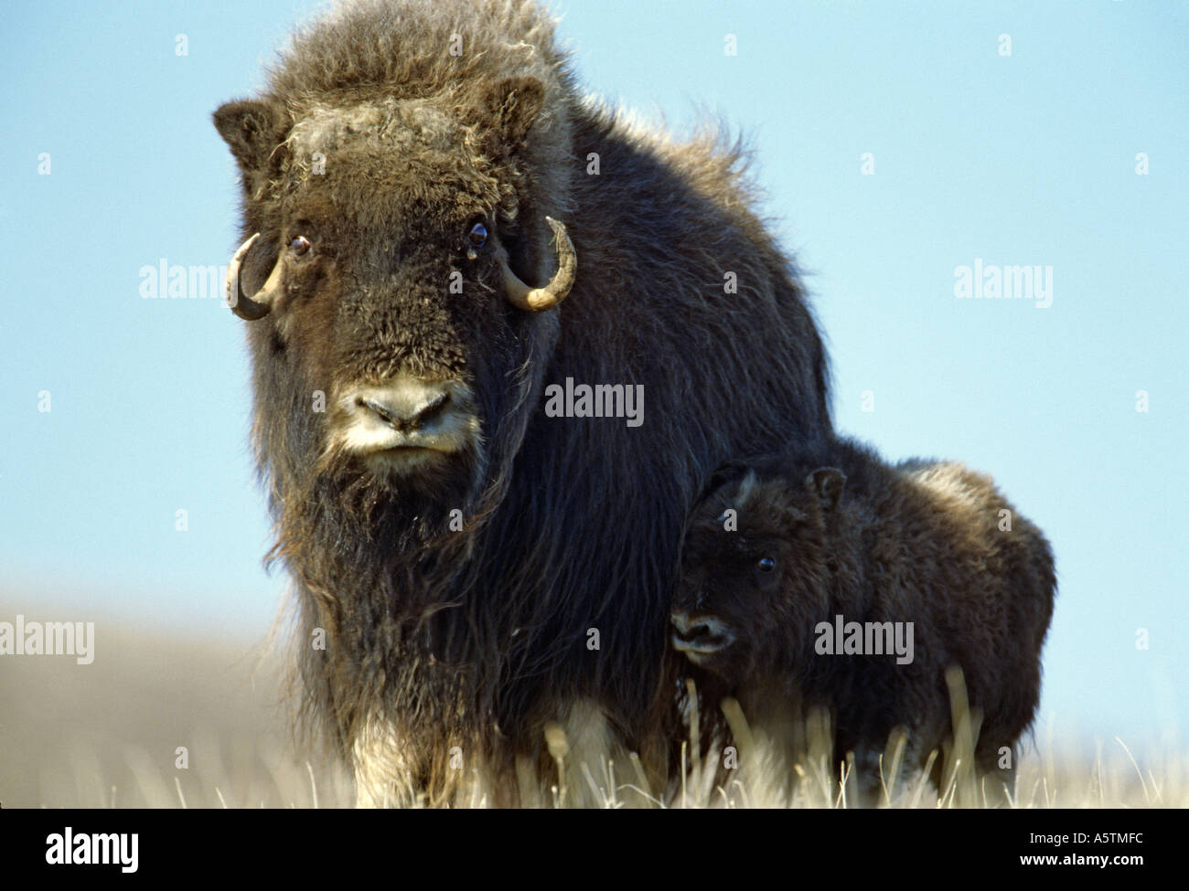 Canada Northwest Territories Banks Island Thomsen River Aulavik National Park Muskox mother and calf Stock Photo