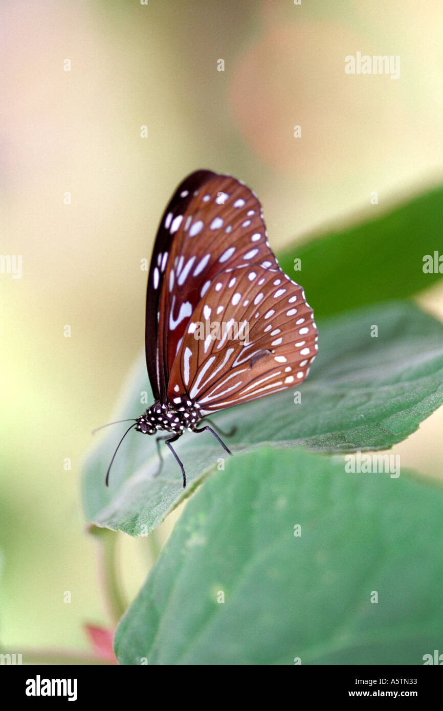 Blue Tiger Butterfly, Danaus limniace, Nymphalidae Stock Photo Alamy