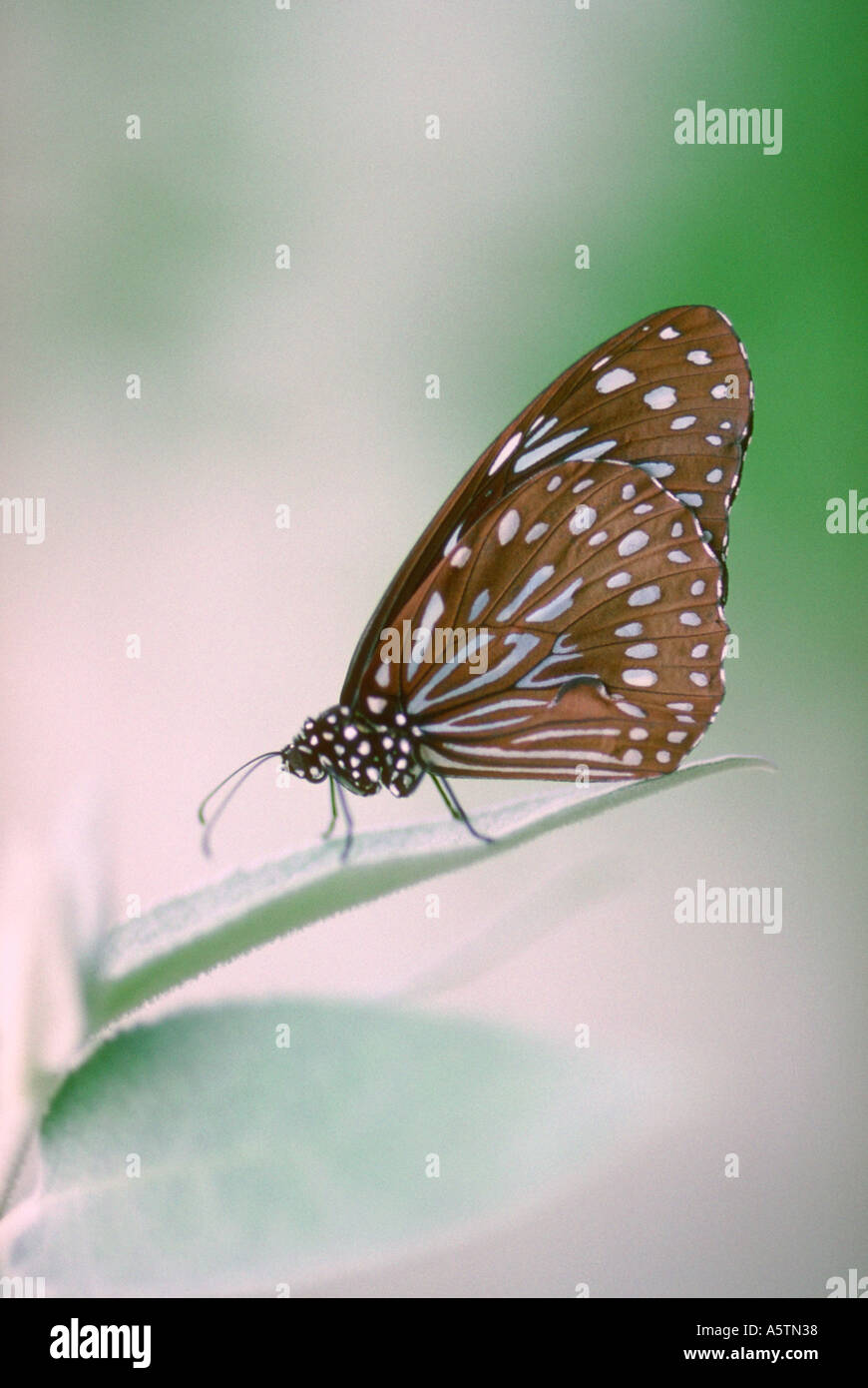 Blue Tiger Butterfly, Danaus limniace, Nymphalidae Stock Photo Alamy