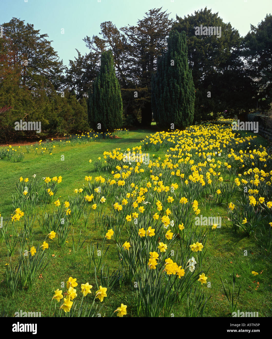The Glade, Arley Hall and Gardens, Near Knutsford, Cheshire, England, UK Stock Photo
