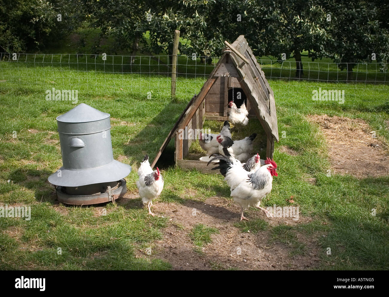 Free range Chickens roaming freely. Stock Photo